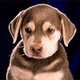 Image for article titled Animal Planet Will See Your "Football" And Raise You Puppies
